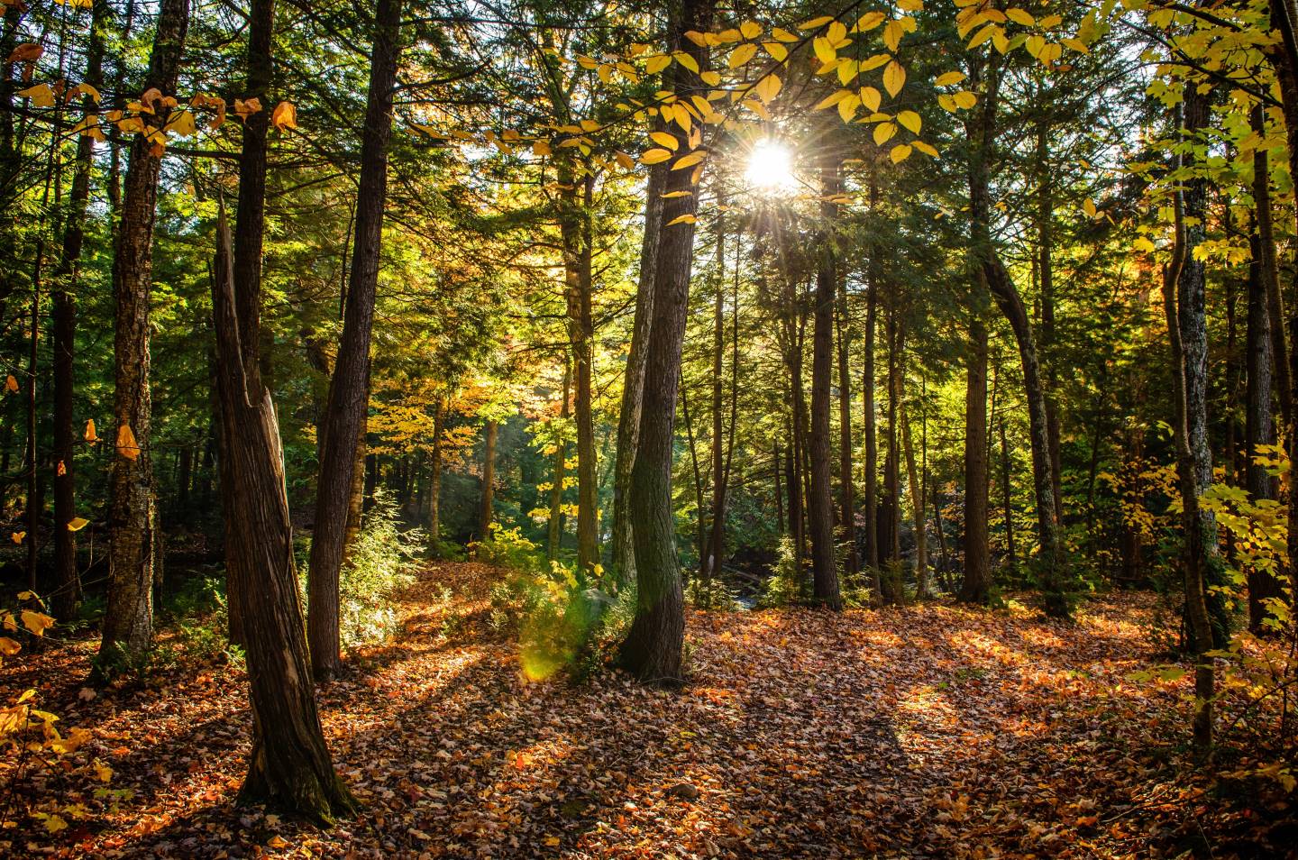 beautiful-shot-forest-with-green-trees-yellow-leaves-ground-sunny-day.jpg__PID:1813038d-12cf-44d6-9e6b-eda3983f61fb